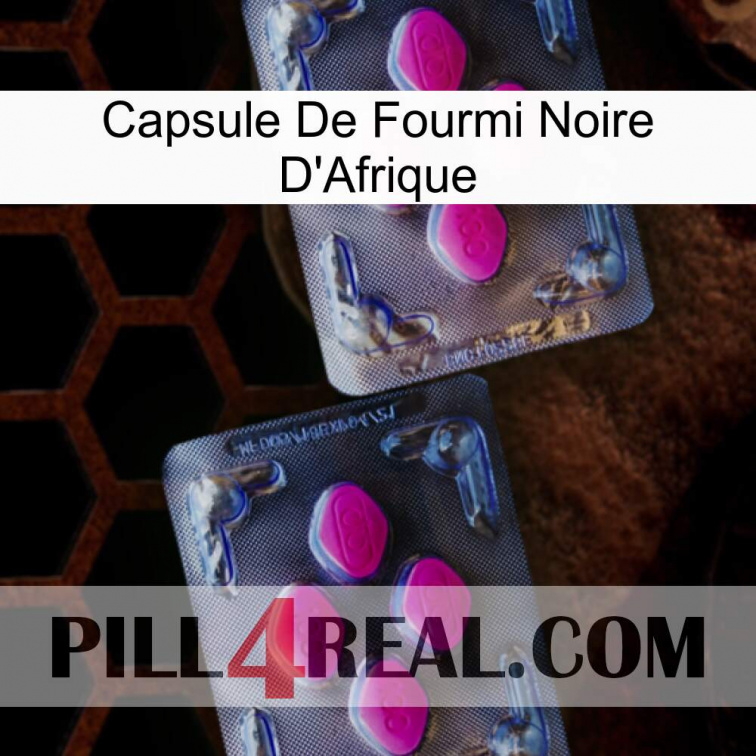 Africa Black Ant Capsule 01